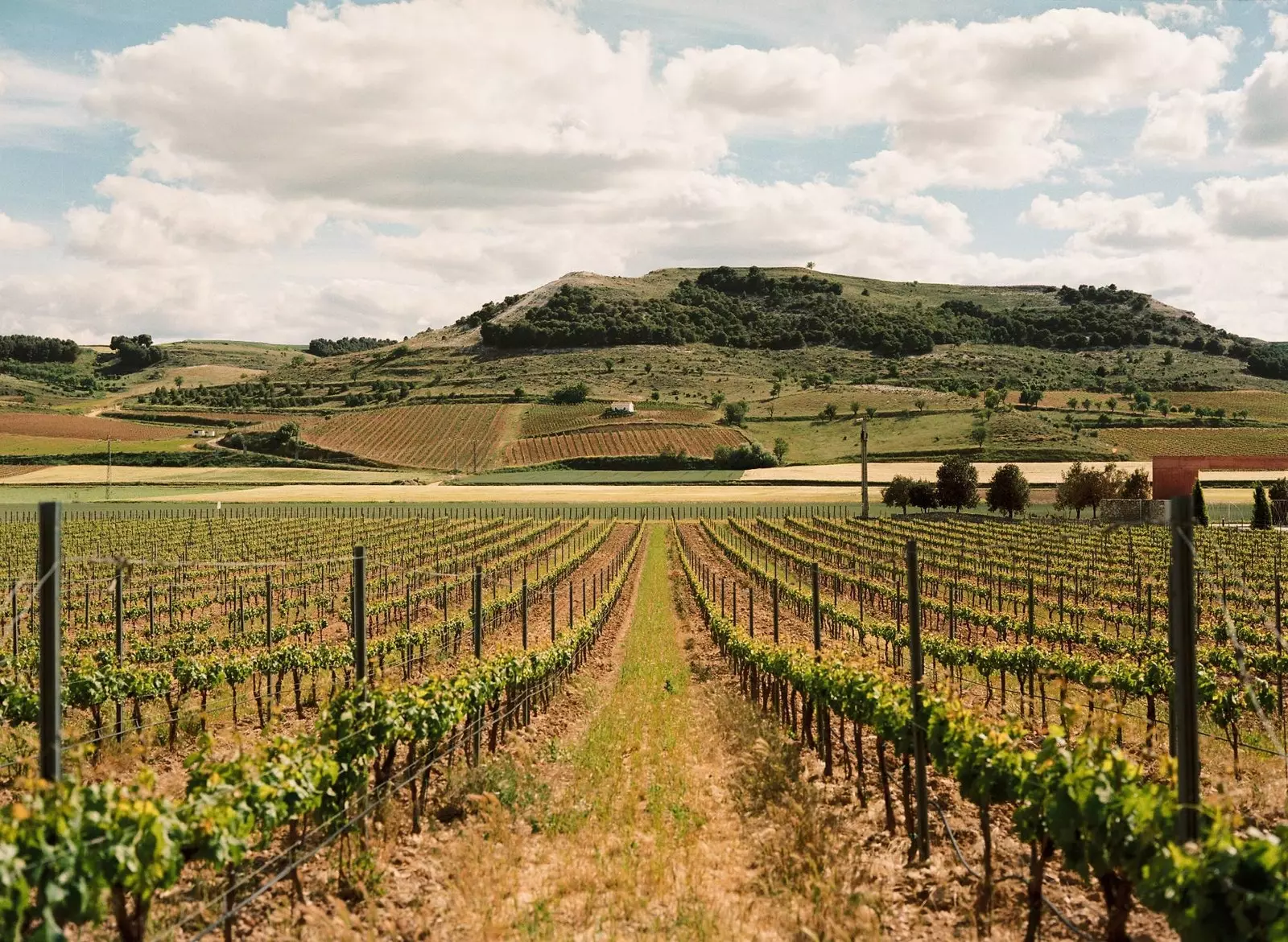 Am Steuer durch die Goldene Meile der Ribera del Duero