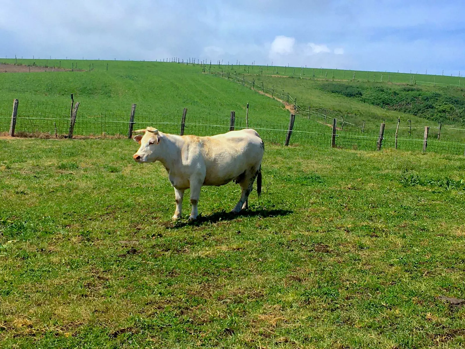 Cantabria merasında bir inek.