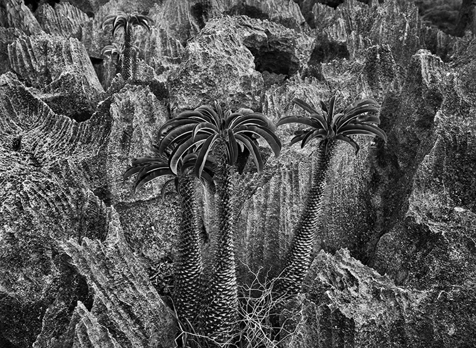 Salah satu karya dari koleksi Sebastião Salgado menampilkan pohon palem dengan formasi batuan hitam putih.