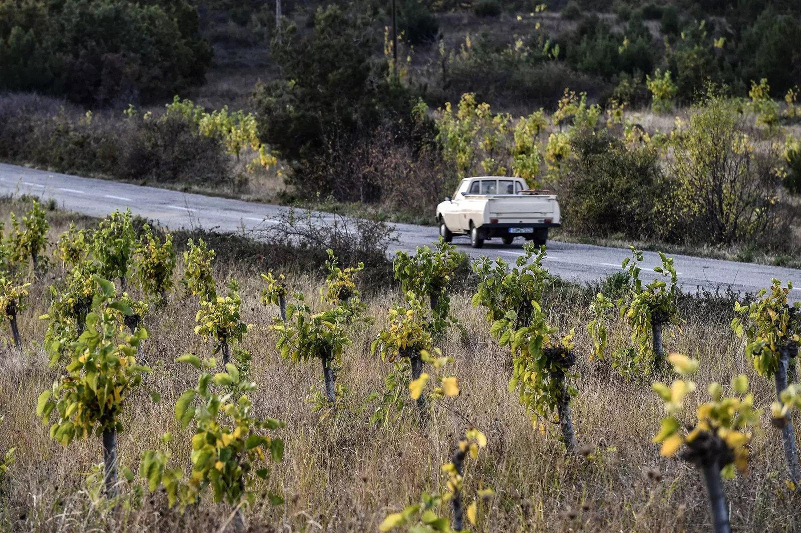 Mulberry field in Soufli Greece