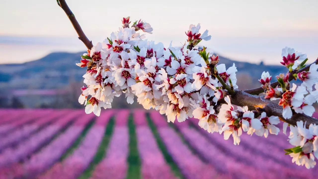 La floraison des amandiers explose dans la province de Lleida