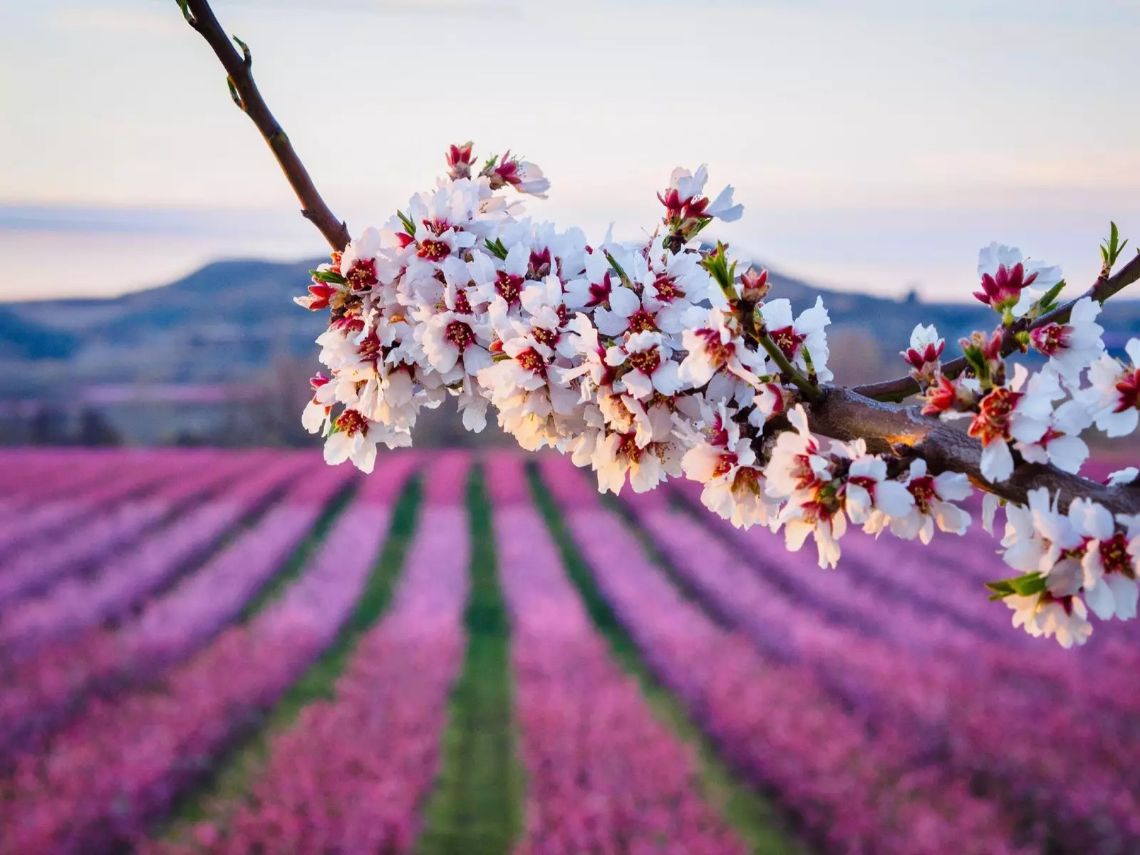 Die Blüte in Lleida ist eine Farbexplosion ohne Verschwendung.