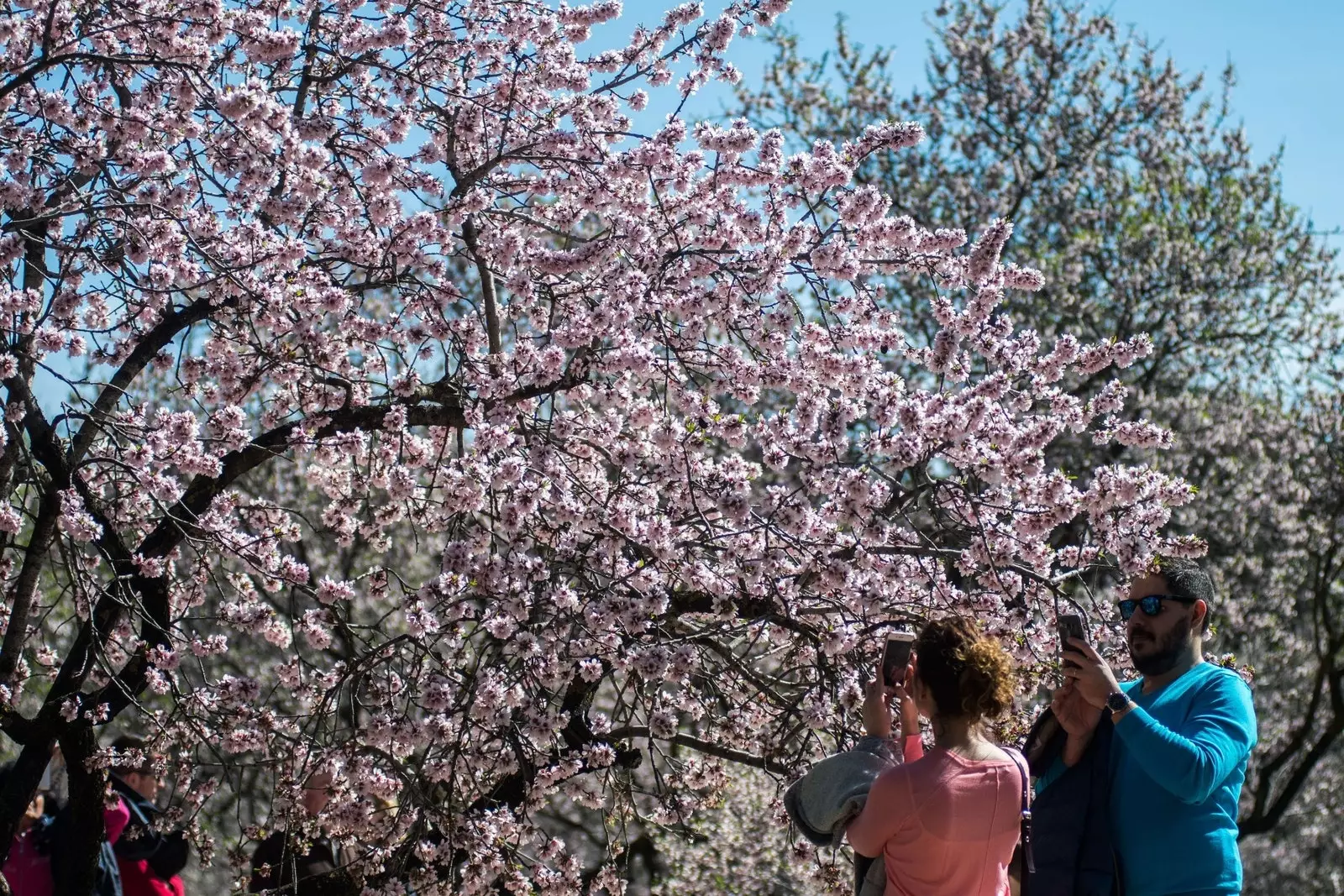 Amendoeiras em flor em Lleida.