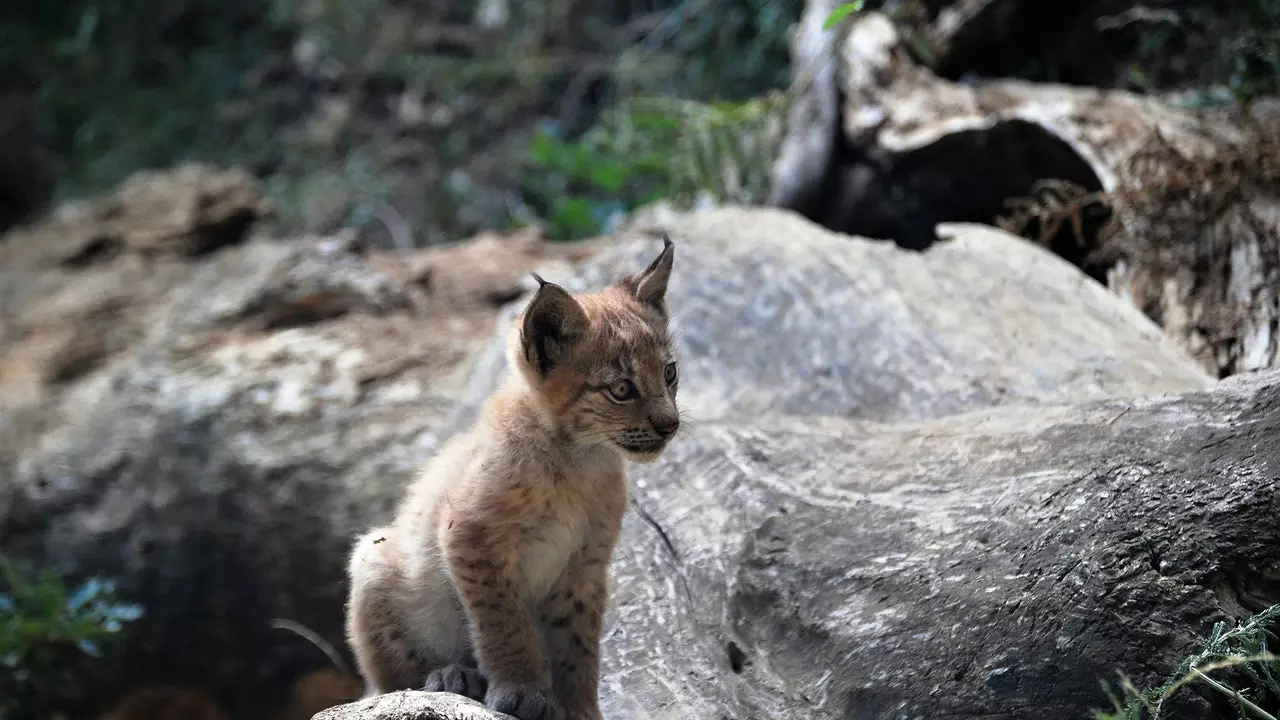 El Pirineu català té un nou inquilí: neix el primer linx des de fa més d'un segle