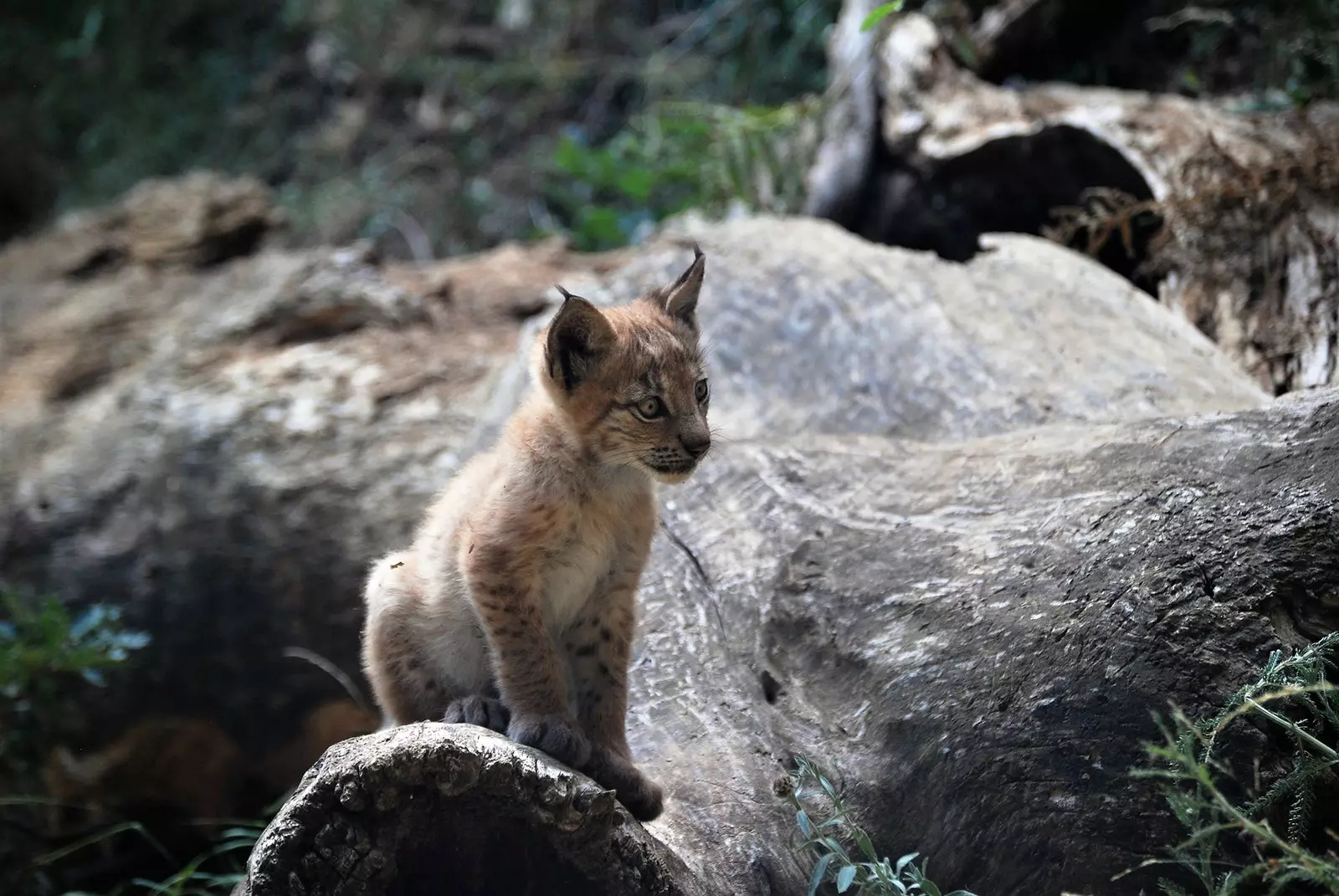 Déi katalanesch Pyrenäen hunn en neie Mieter, den éischte Lynx gëtt zënter méi wéi engem Joerhonnert gebuer