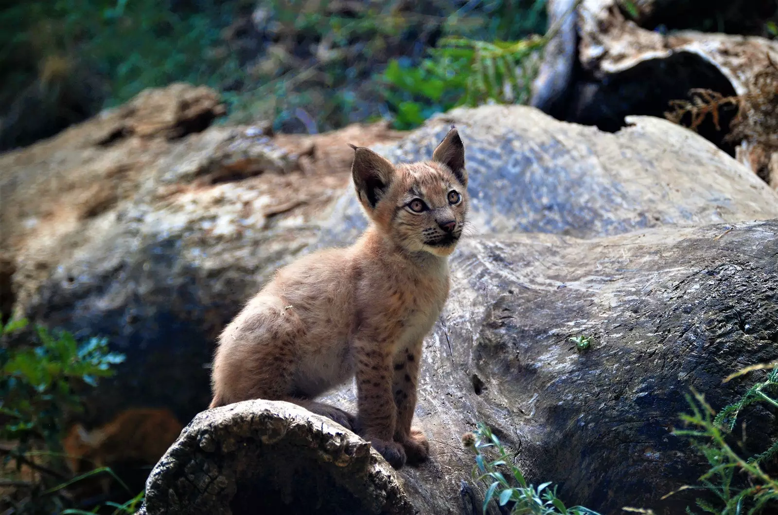 Kataloonia Püreneedel on uus rentnik, esimene ilves sünnib enam kui sajandiks