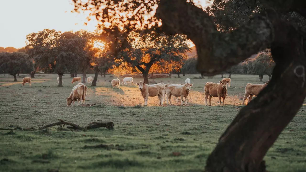 „De la pământ la masă”: cele cinci rute pentru a mânca Alentejo anul acesta