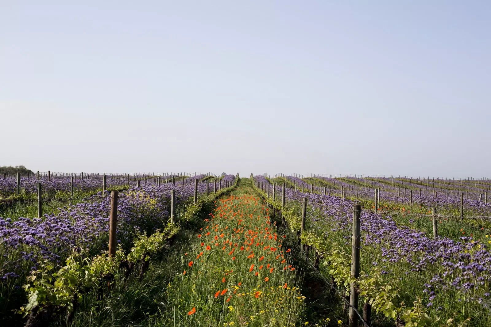 Prilika da upoznate Alentejo u svim njegovim godišnjim dobima.