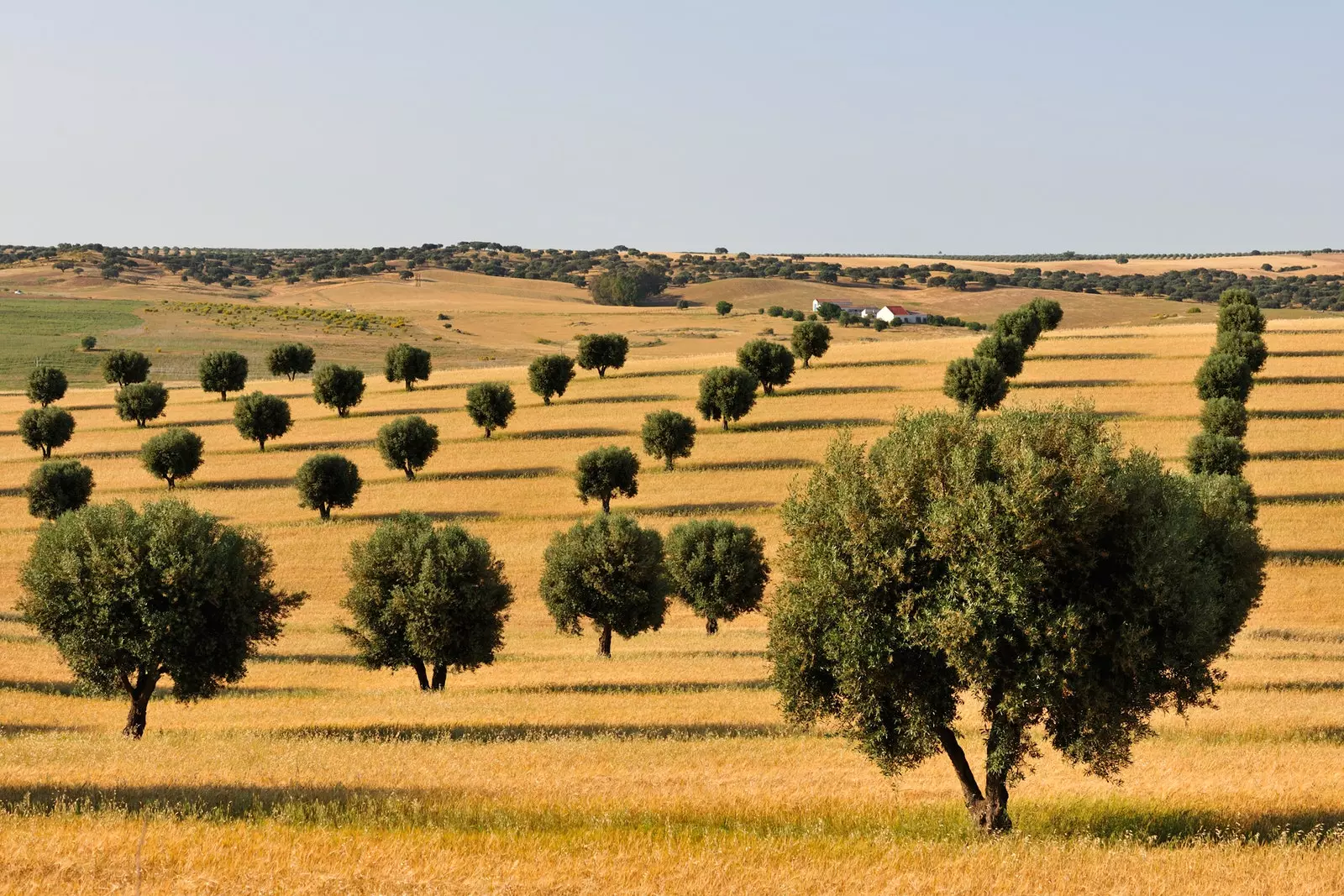 Σέρπα