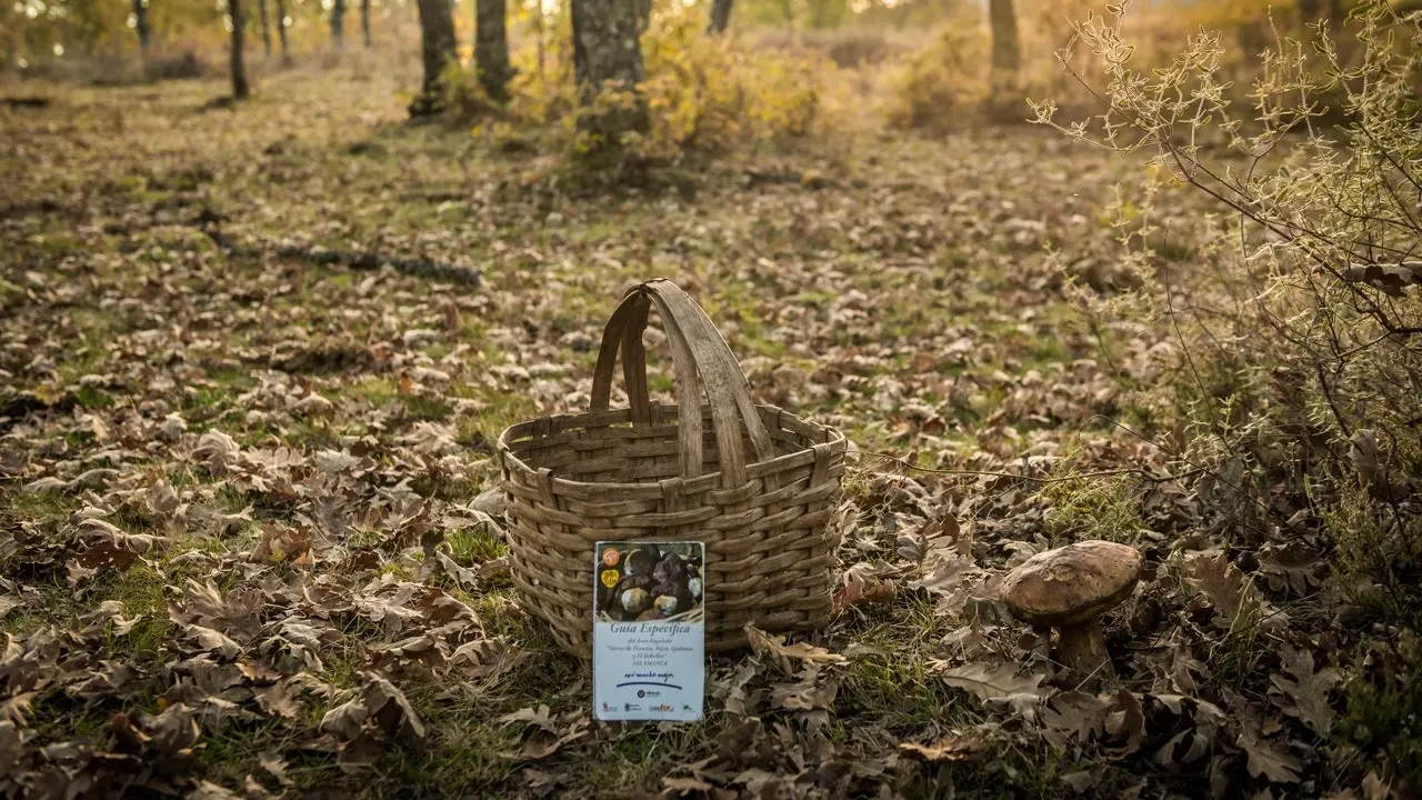 Pilze sammeln im Frühling? In diesen wunderschönen Routen von Castilla y León ist es möglich!