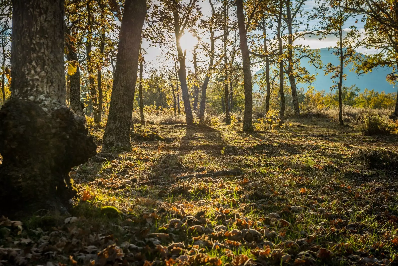 Mycological tourism in Salamanca