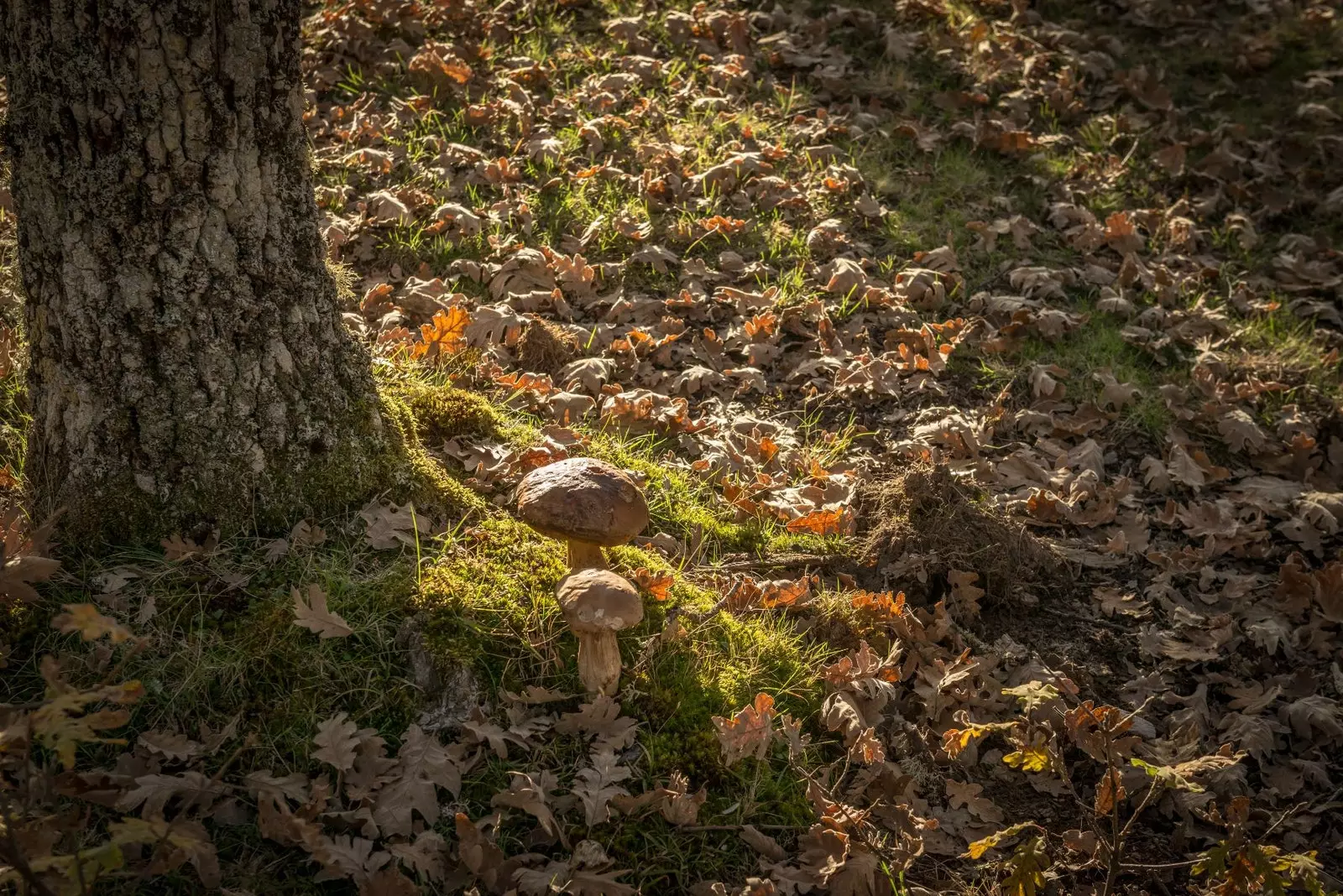 Mykologická turistika v Salamance