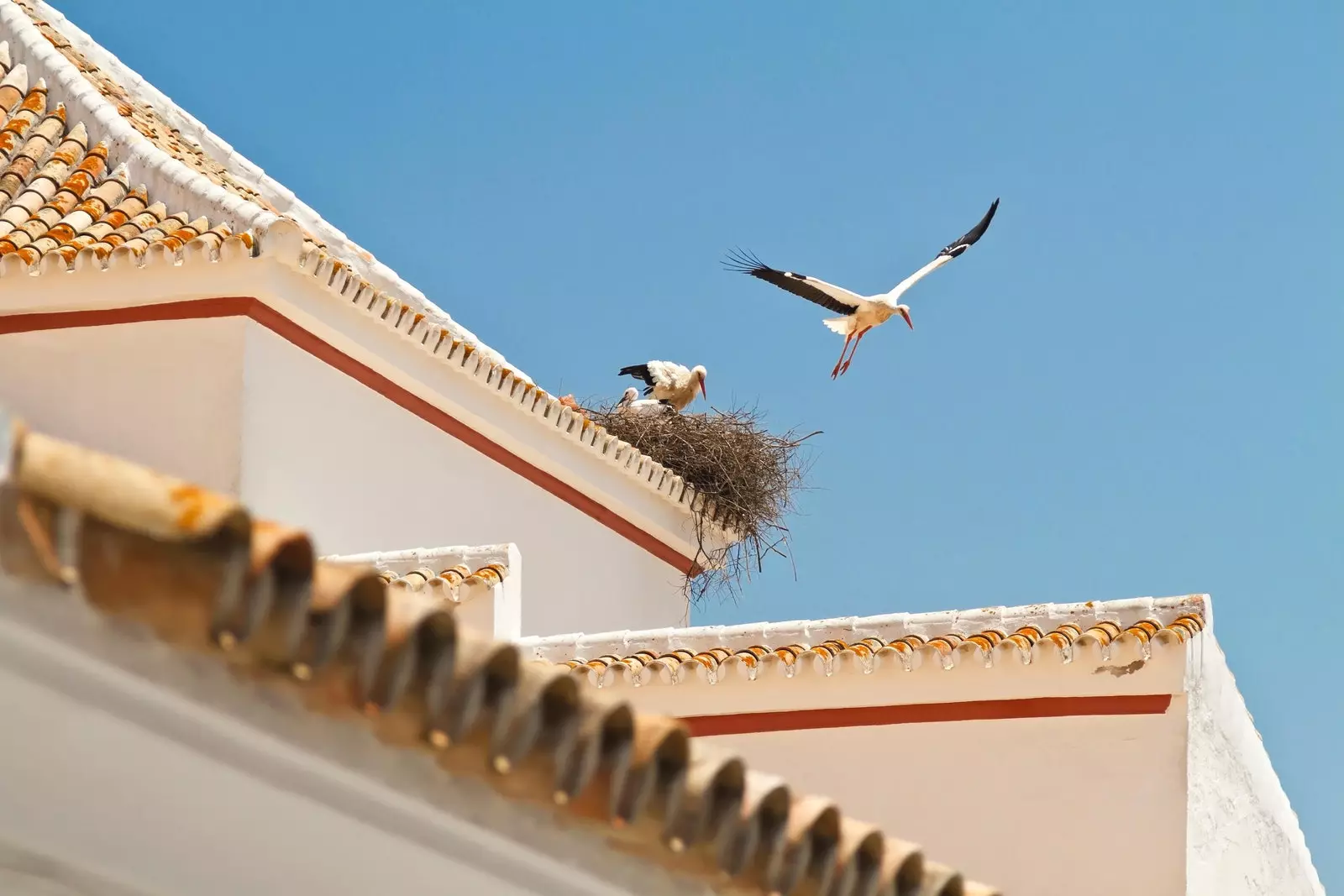 Castilblanco في بطليوس