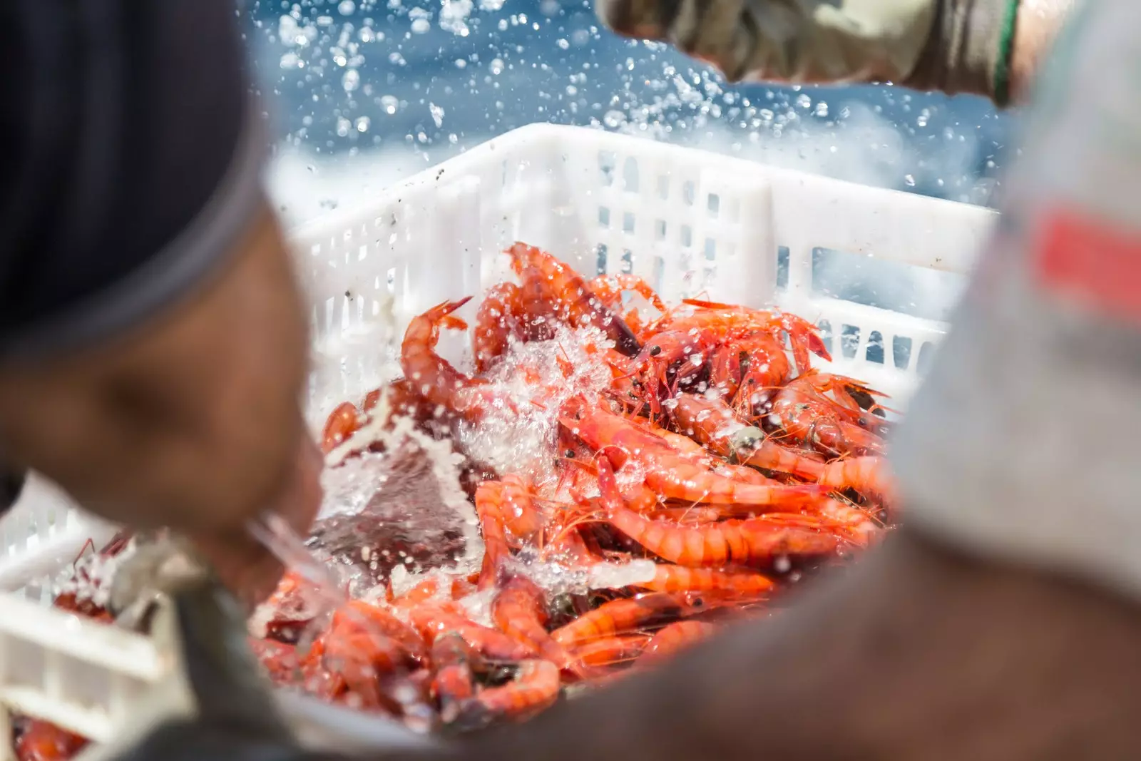 Palamós, the cradle of the red shrimp.