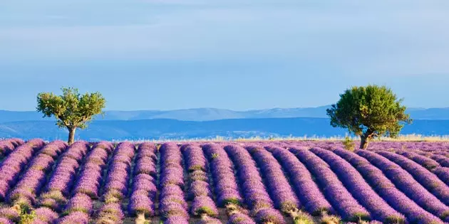 Câmpurile de lavandă din Provence