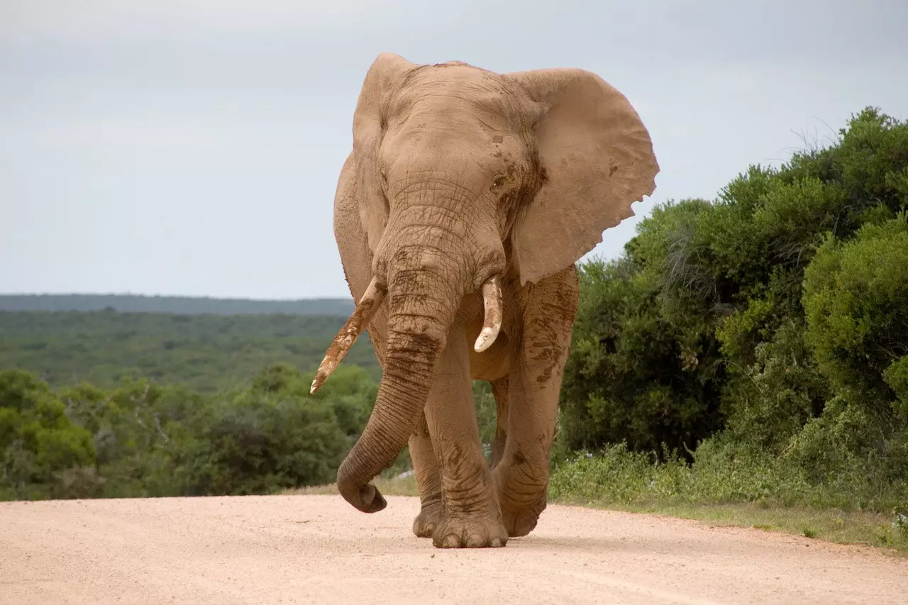 Este elefante que você vê não é real.