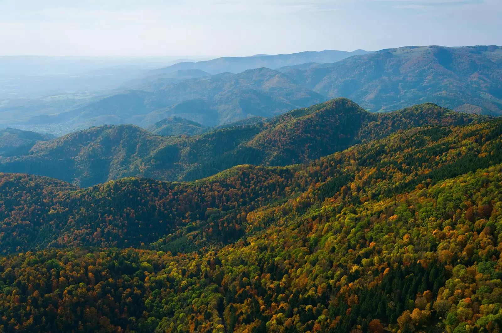 The dense coniferous forests of the Upper Rhine.