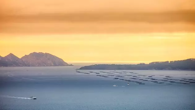 Τηγάνια στο Ría de Vigo.