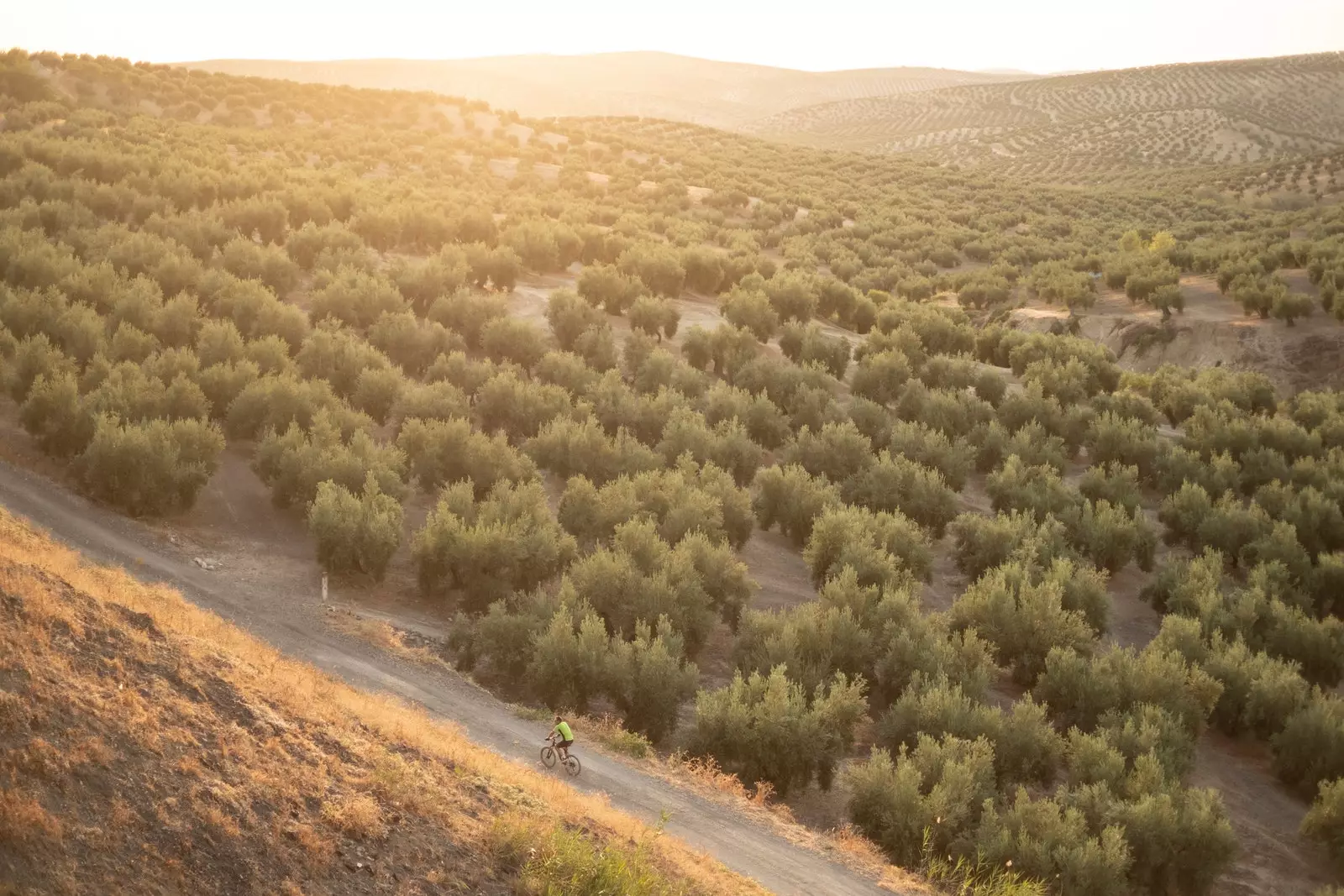 Landscape of olive groves by bicycle in Jan.