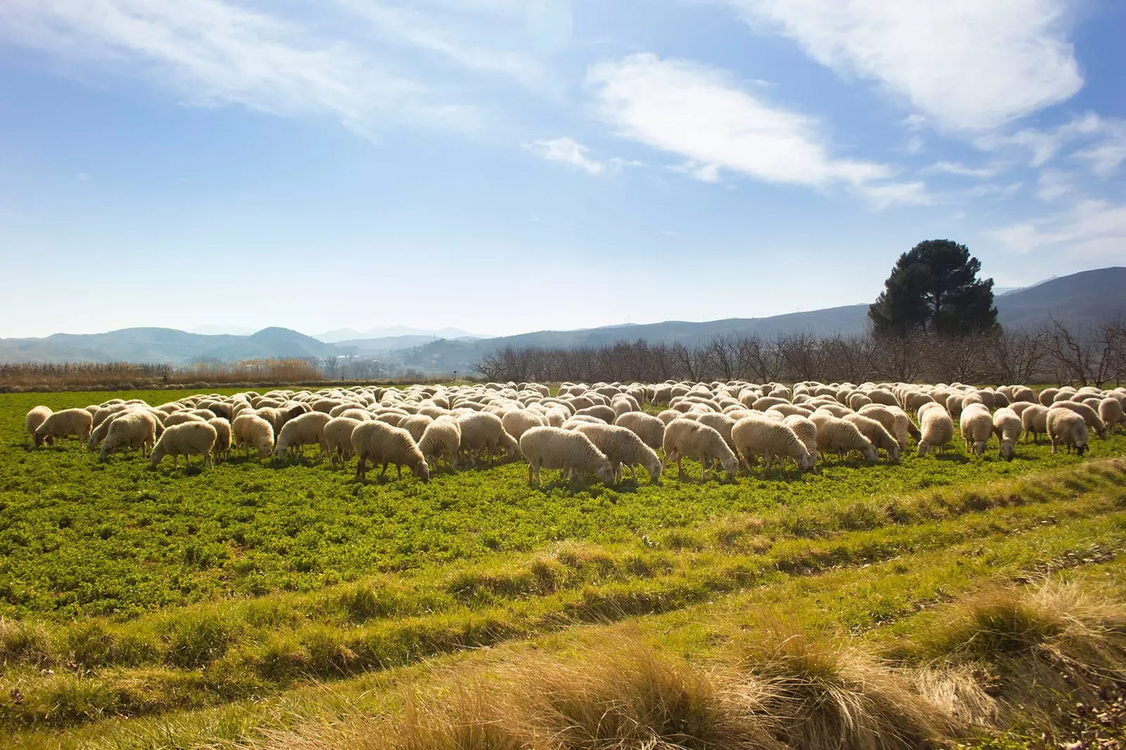 Schapen in de Aragonese velden