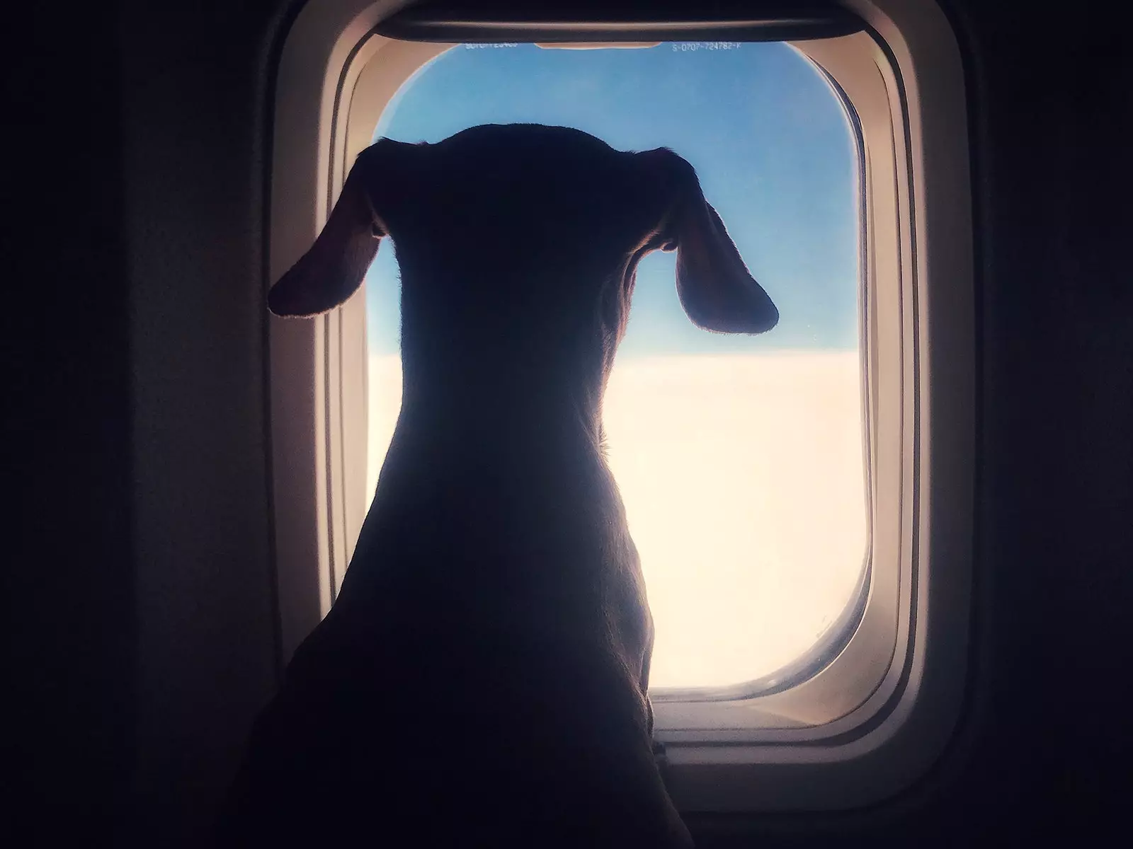 飛行機に乗る犬