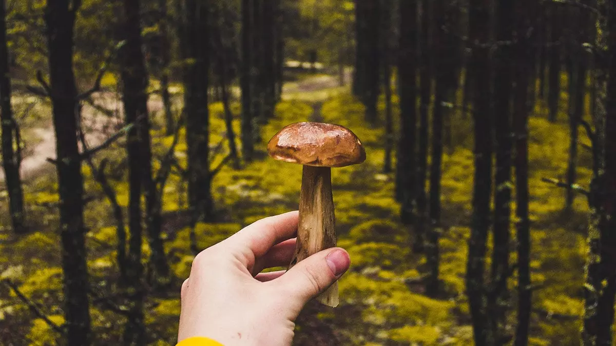 Pick mushrooms in 9 destinations for those who want (or not) to leave Madrid