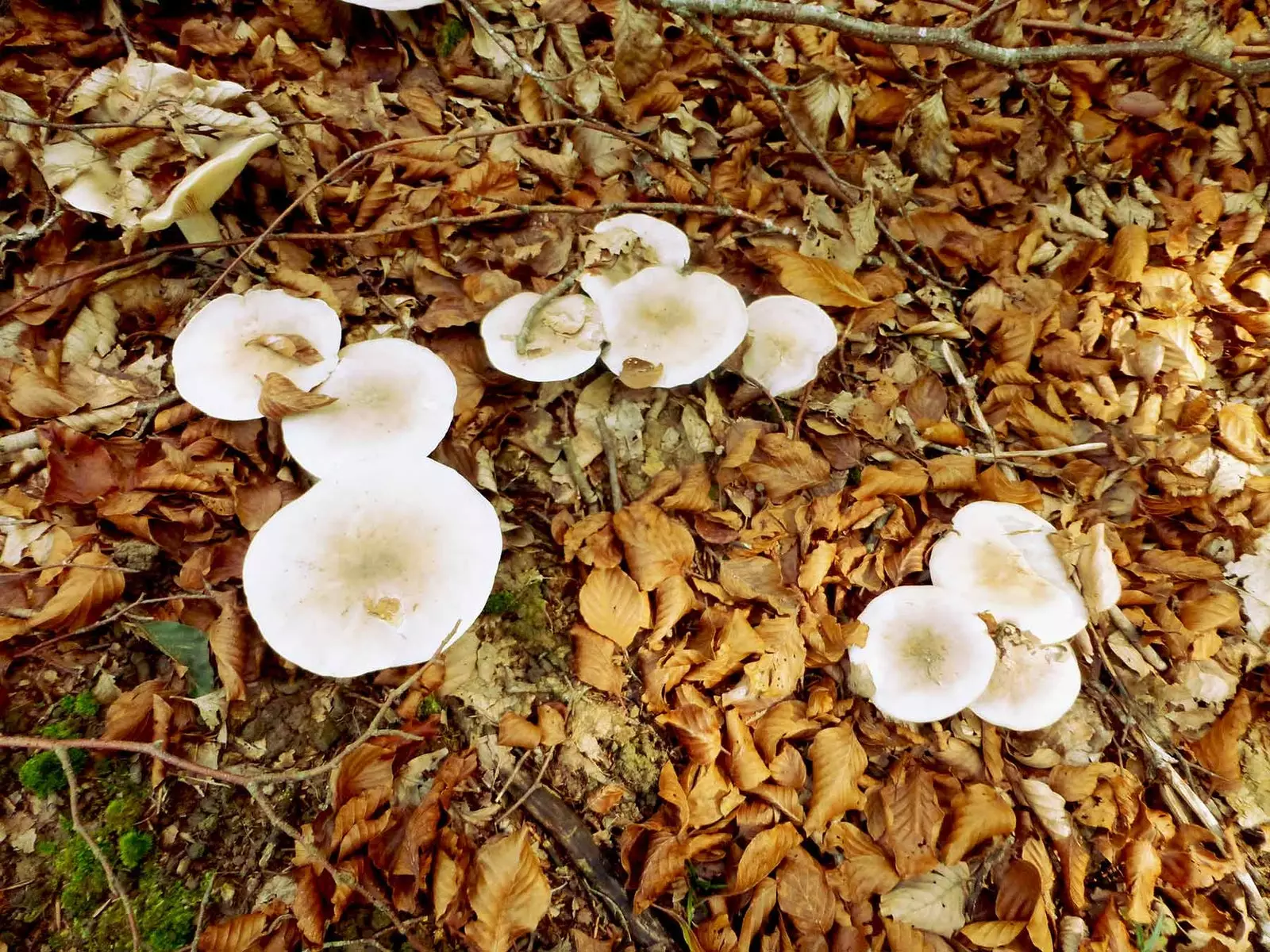 Funghi nella valle di Sorogain