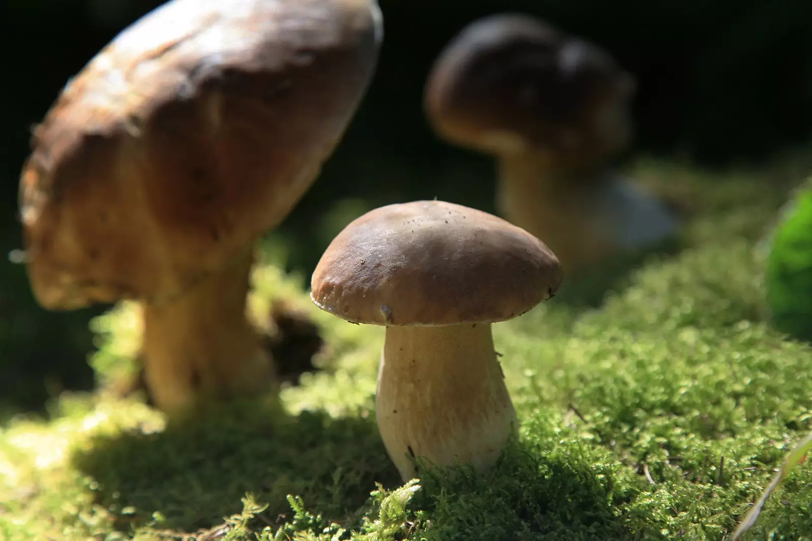 Boletus edulis in La Rioja