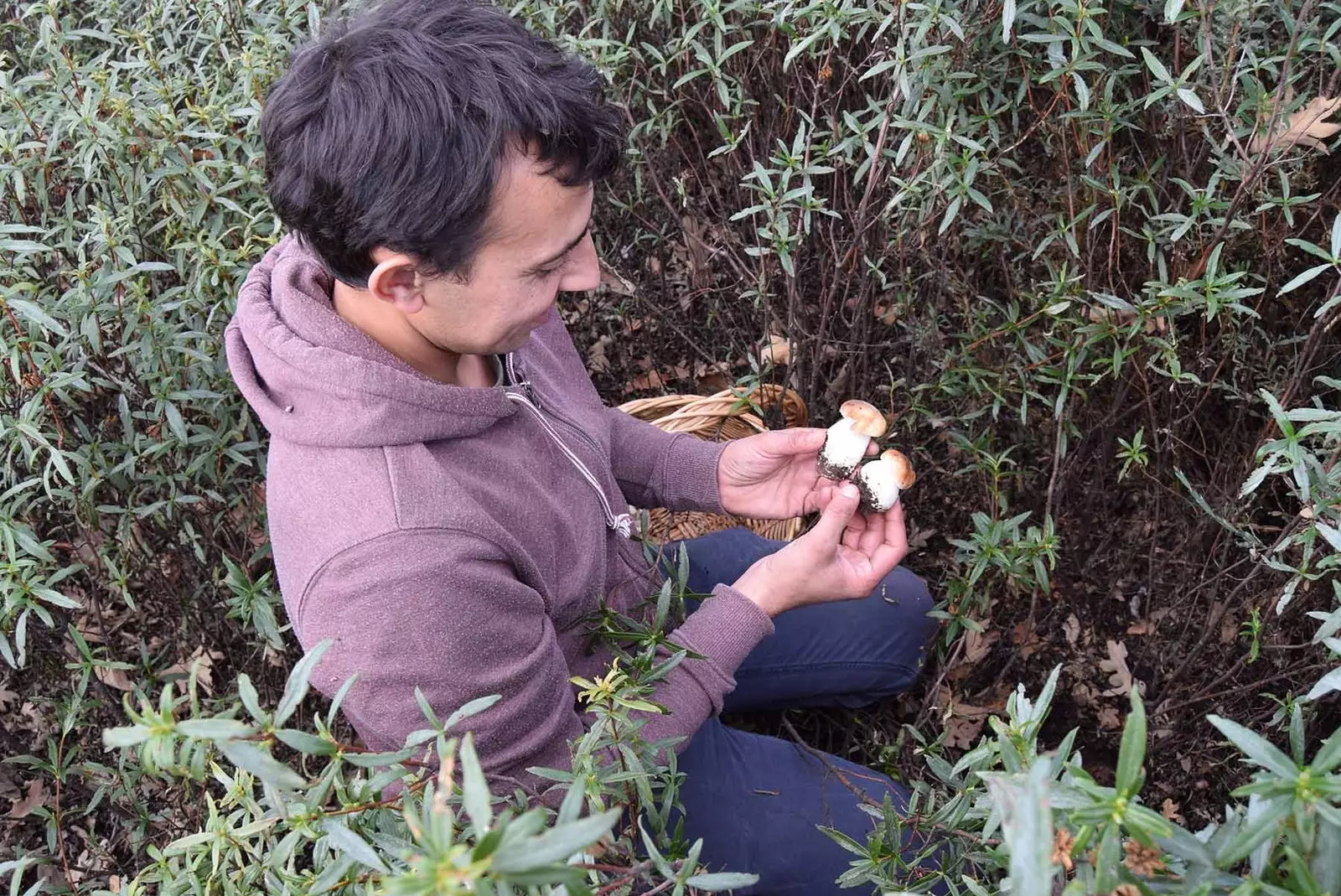 Colhendo Boletus de Jara em Rabanales