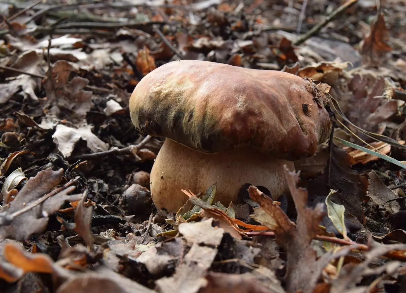 Boletus aereus în Rabanales