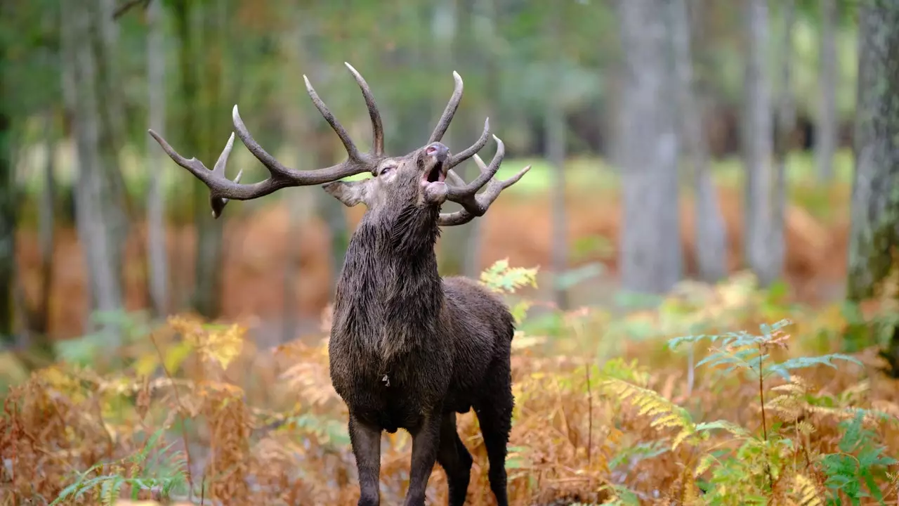 Plans d'automne oui : beugler comme excuse