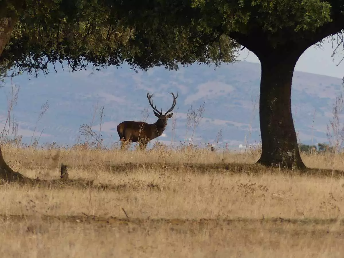 Kulungu katika Hifadhi ya Kitaifa ya Cabañeros.