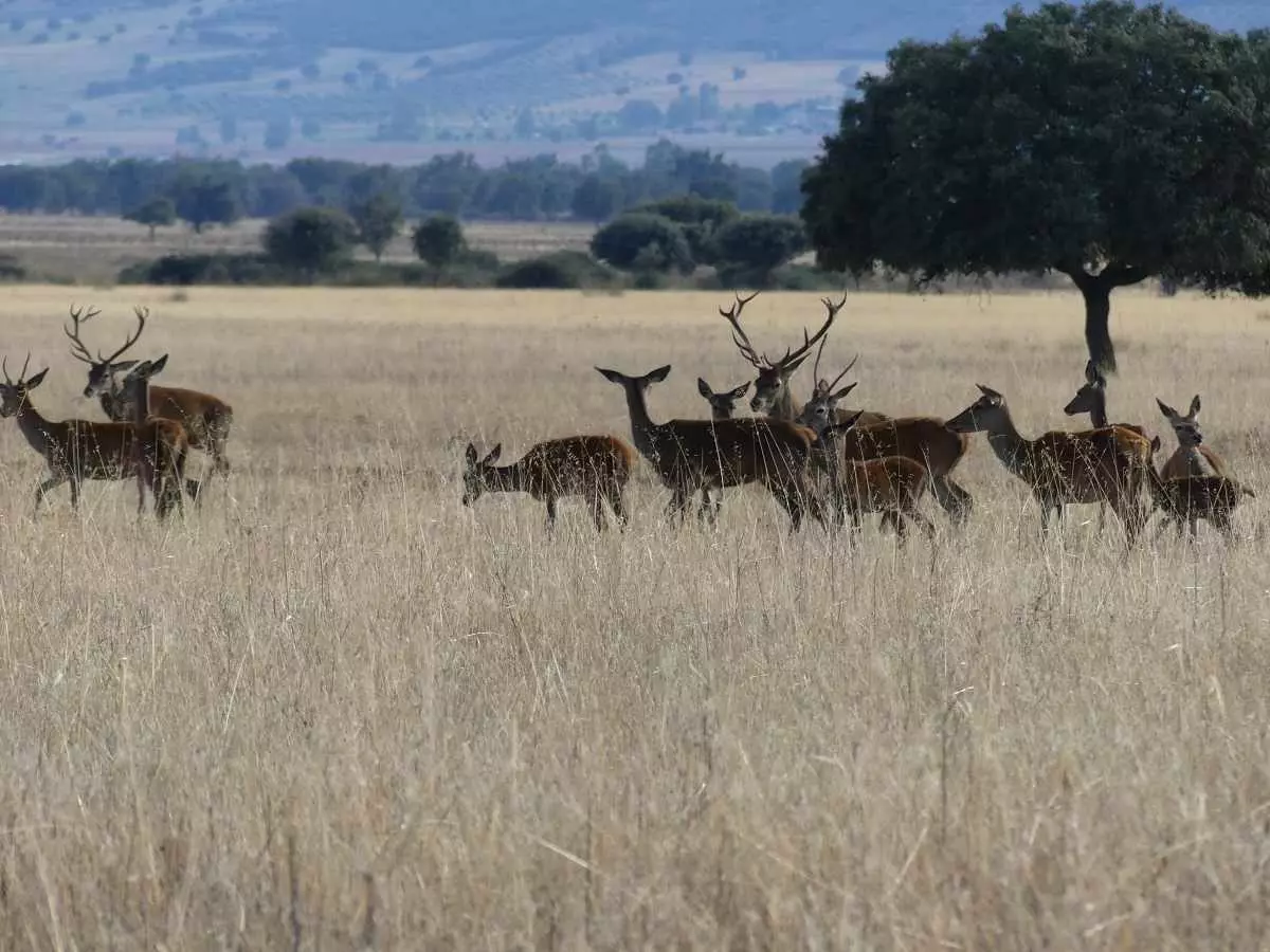 Cabañeros Nationalpark den spanske Serengeti.