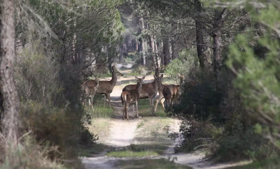 Eine Gruppe weiblicher Hirsche im Nationalpark Cabañeros Toledo.