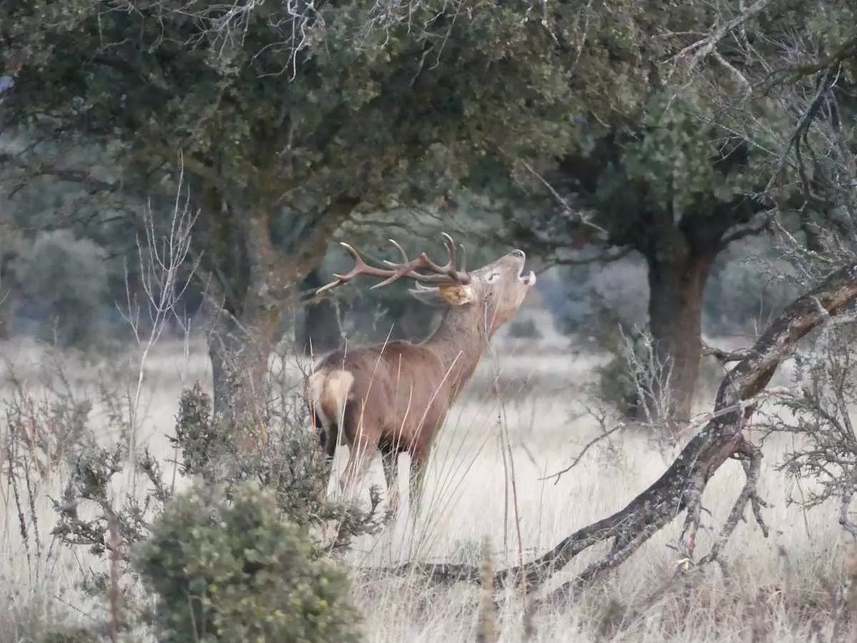 Il muggito di un cervo in piena azione nel Parco Nazionale Cabañeros Ciudad Real.