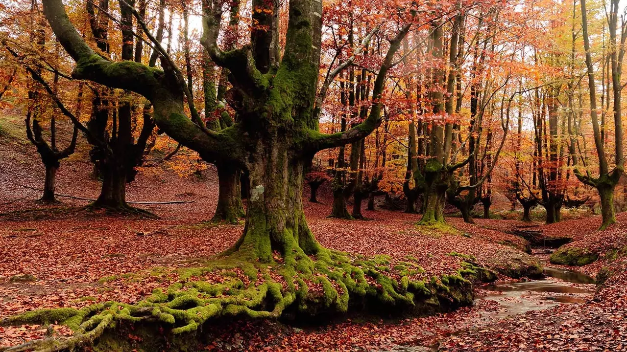 Uma viagem de outono pelas mais belas florestas de faias da Espanha