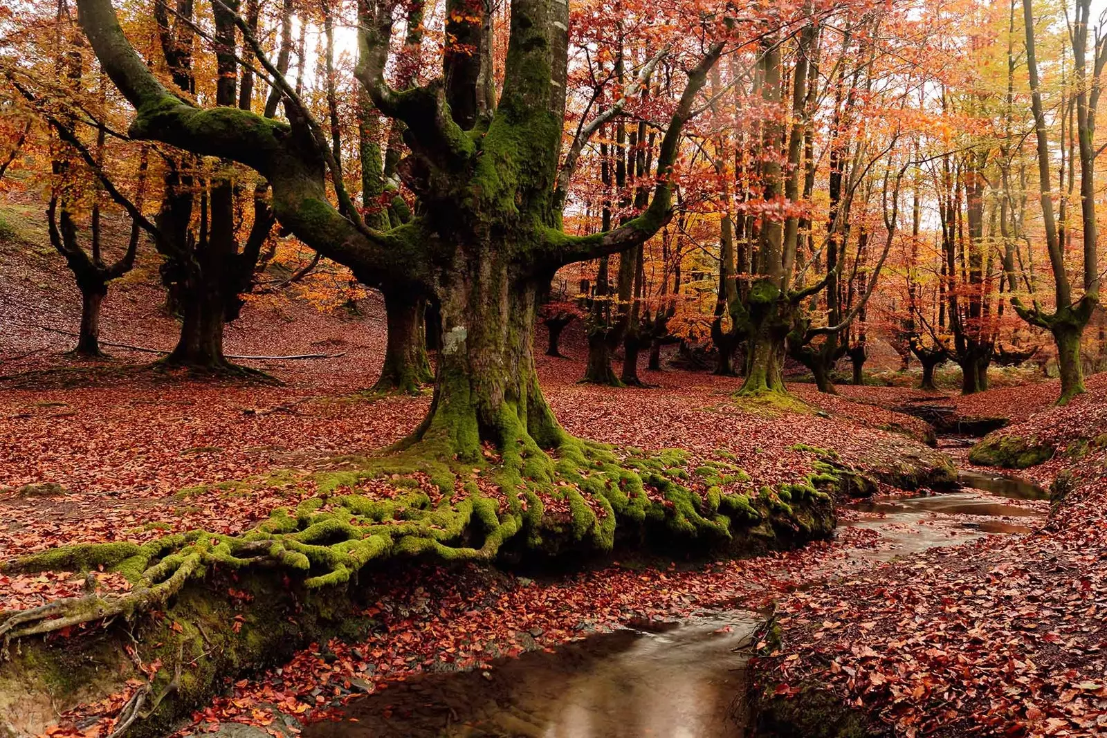 Foresta tal-fagu ta' Otzarreta Vizcaya