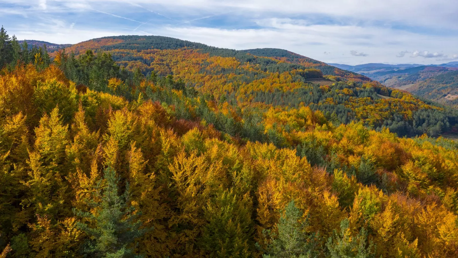 Floresta de faias multicoloridas em Navarra.