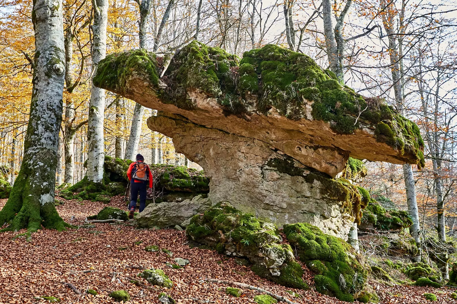 Floresta encantada de faias de Urbasa.