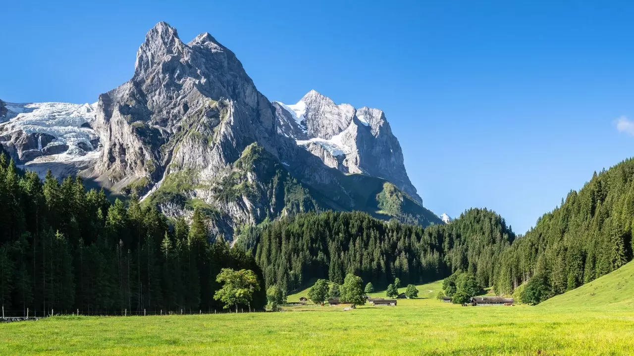 Warum es nicht gut ist, dass die Vegetation in den Alpen zunimmt