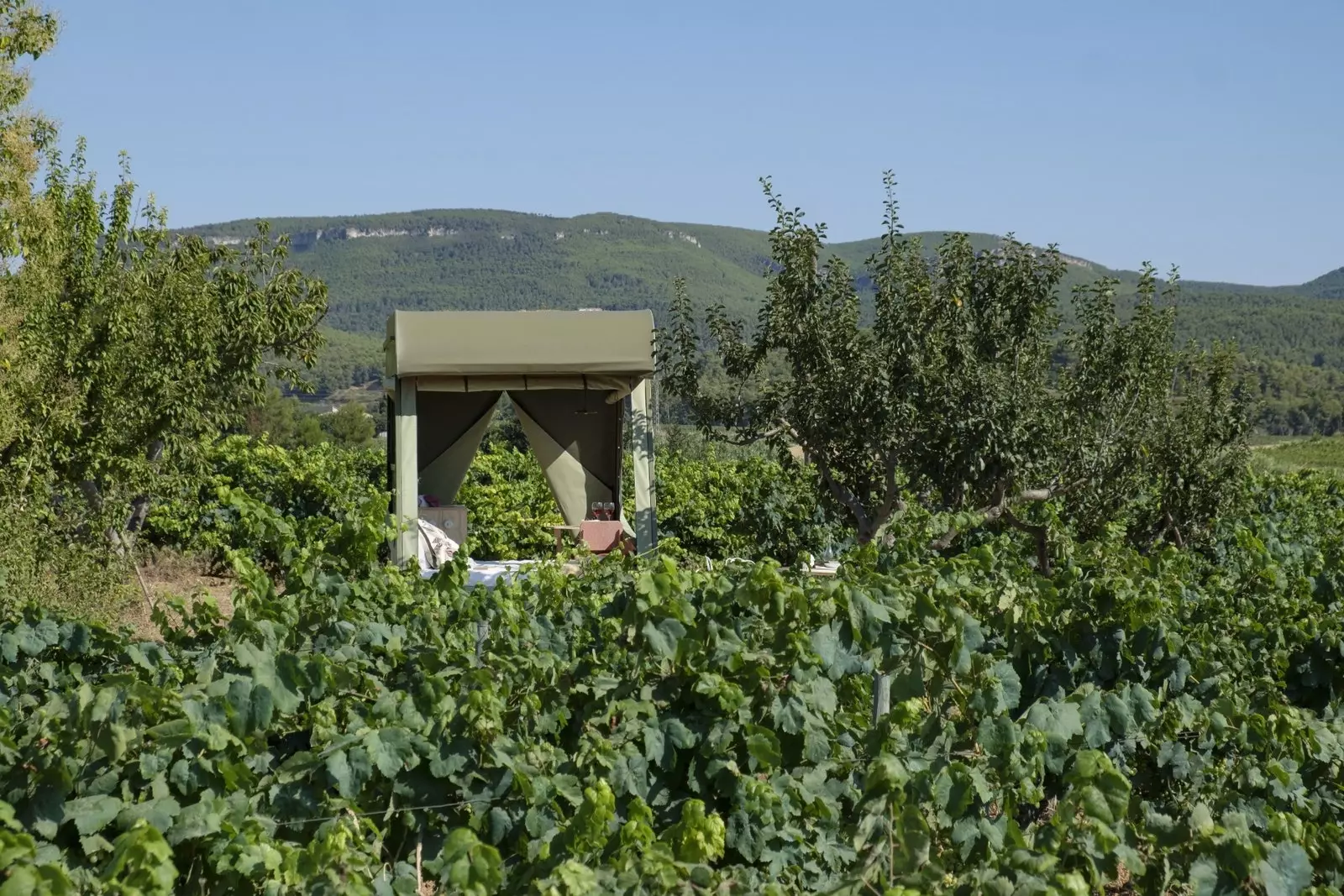 Dobesedno med borovci in vinogradi.