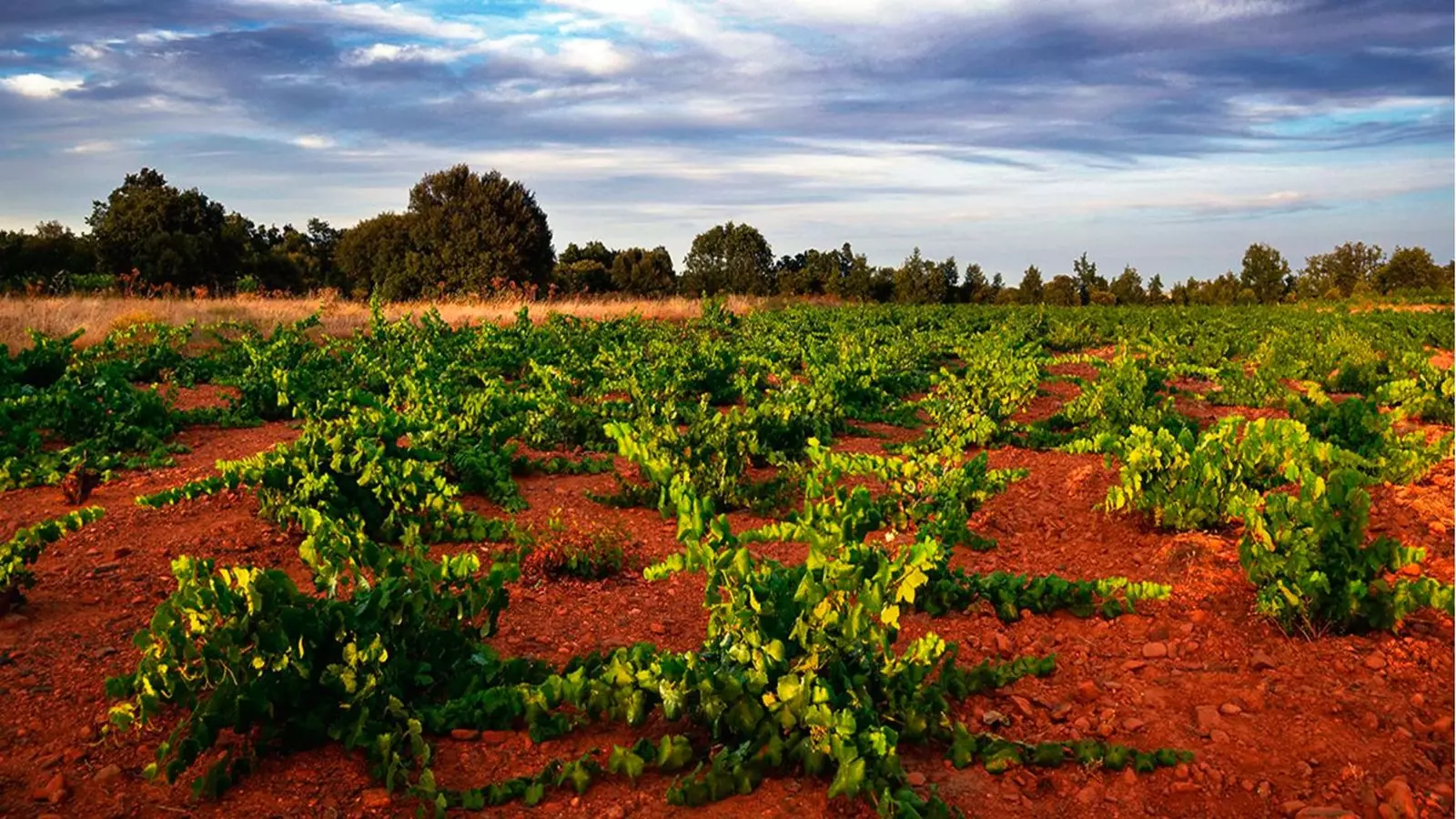 Vigneti di Fuentes del Silencio