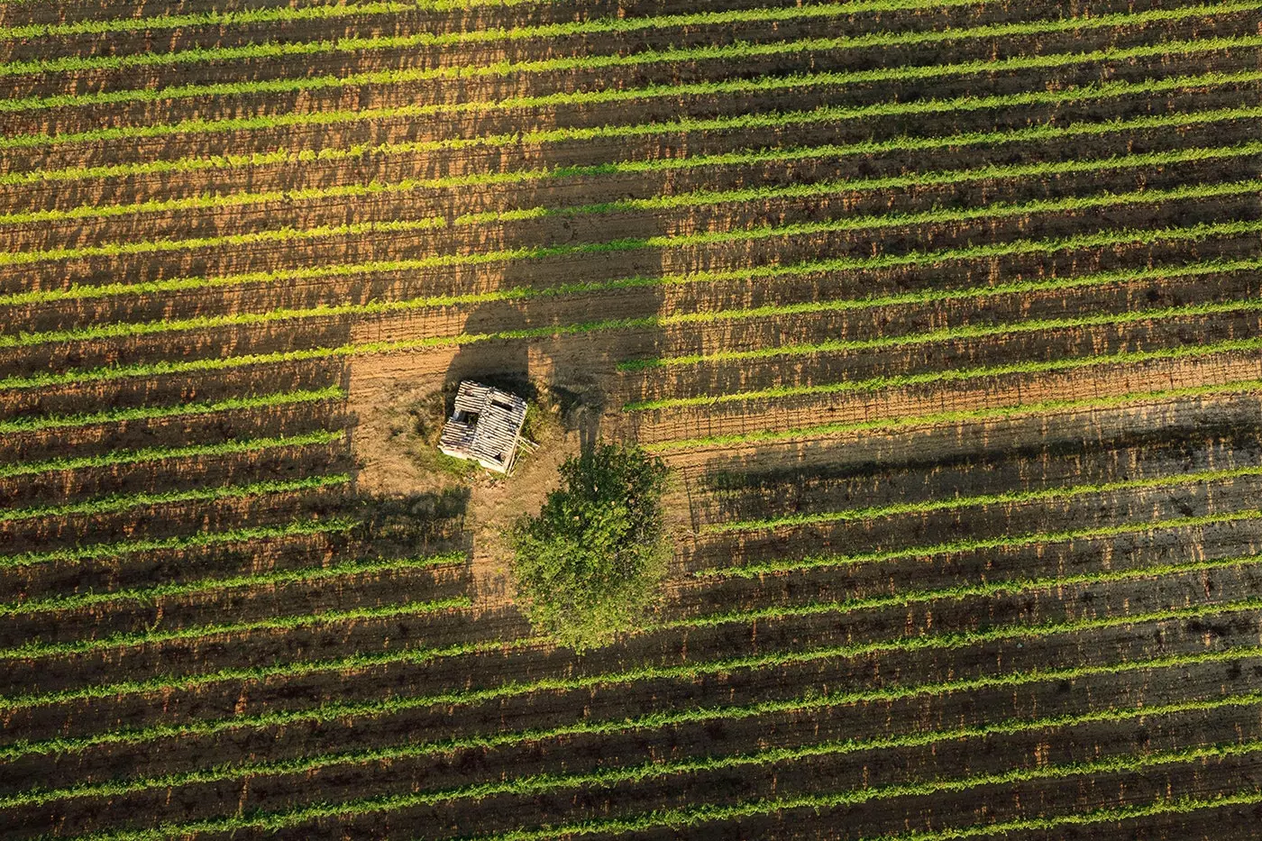 Brunello dari Montalcino