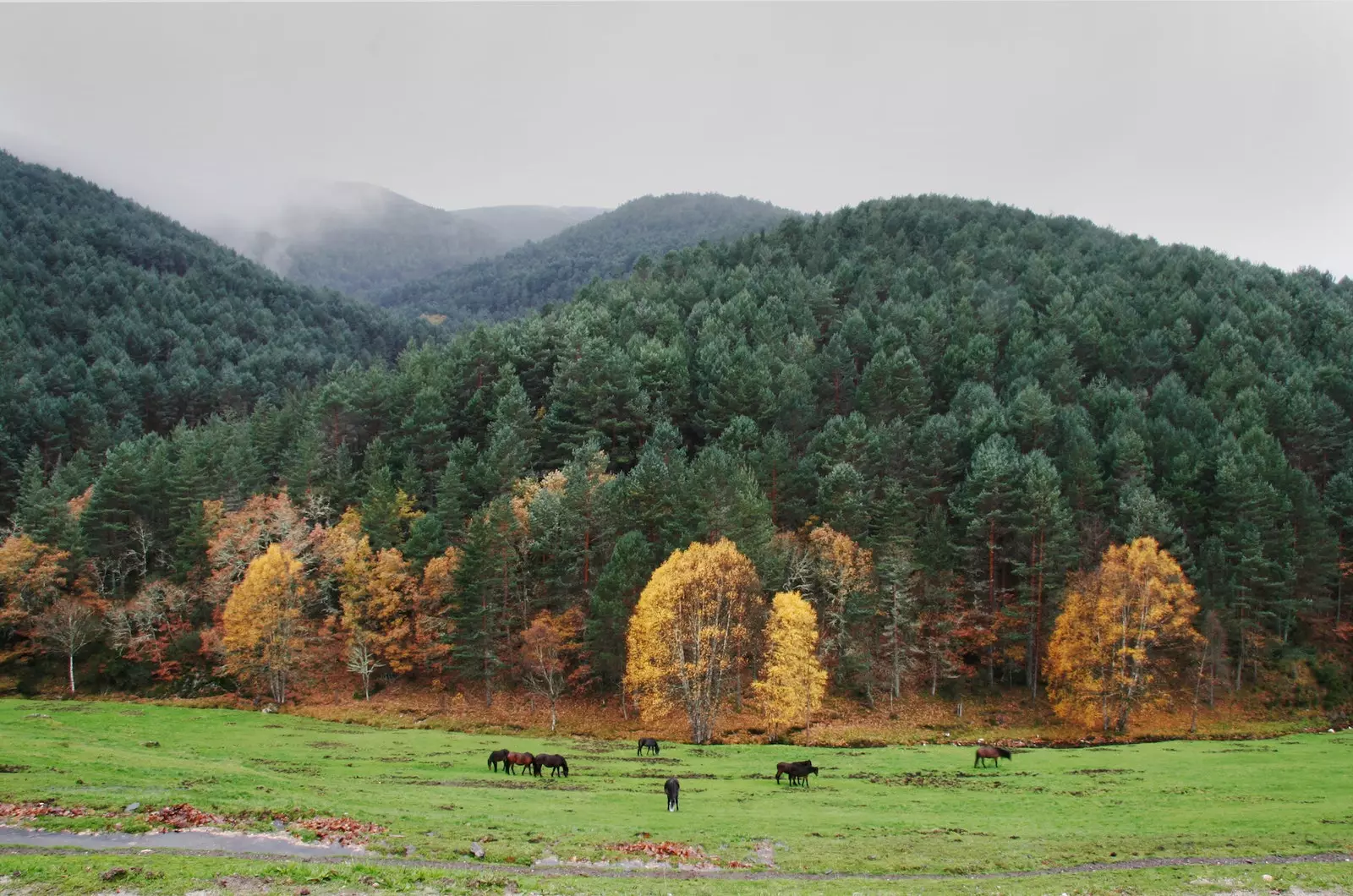 یا گلخانه