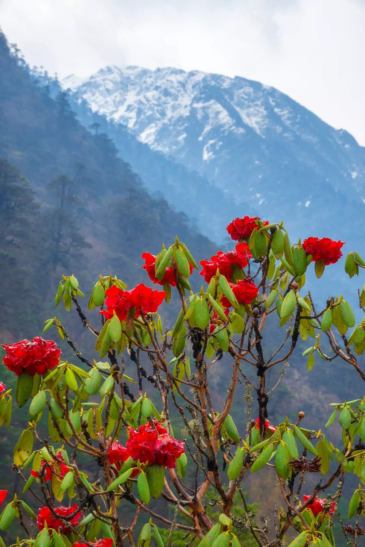 Sikkim dağlıq mənzərəsinə qarşı qırmızı rhododendrons.