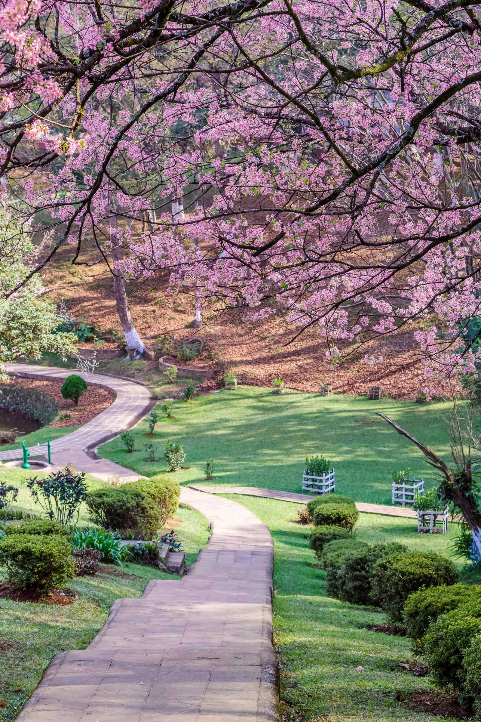 Shillong Cherry Blossoms.