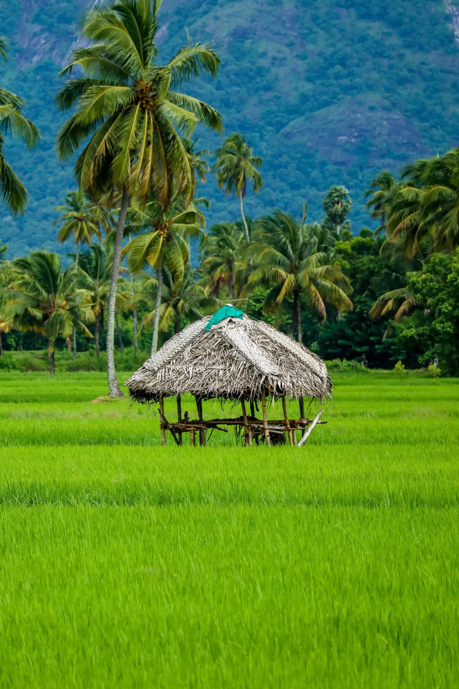 Bumbung jerami di atas padang rumput berumput di Aimanam.