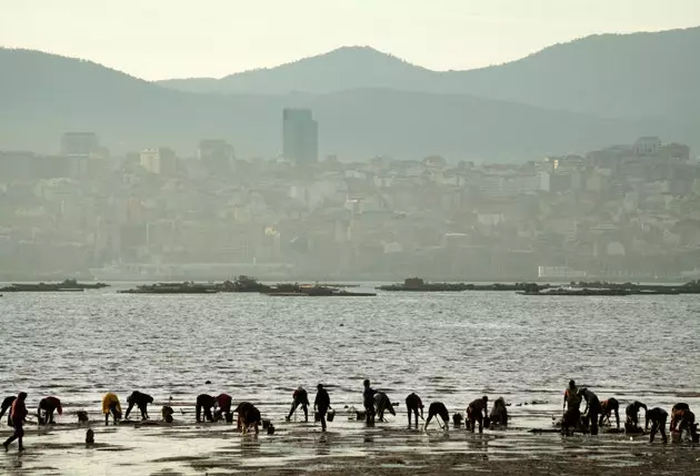 Moliuskų gaudymas Ría de Vigo