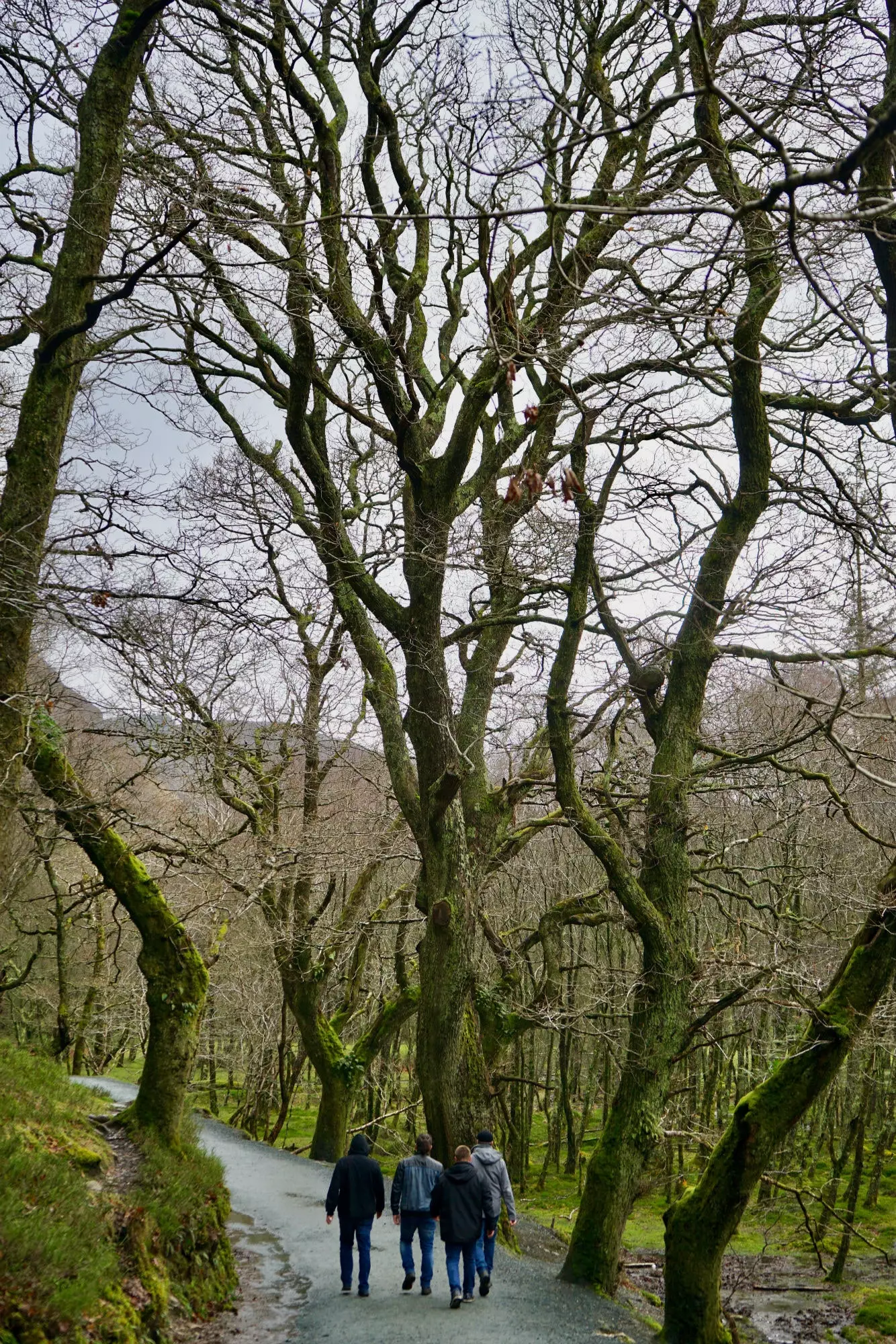 Wandelen door de bossen van Wicklow