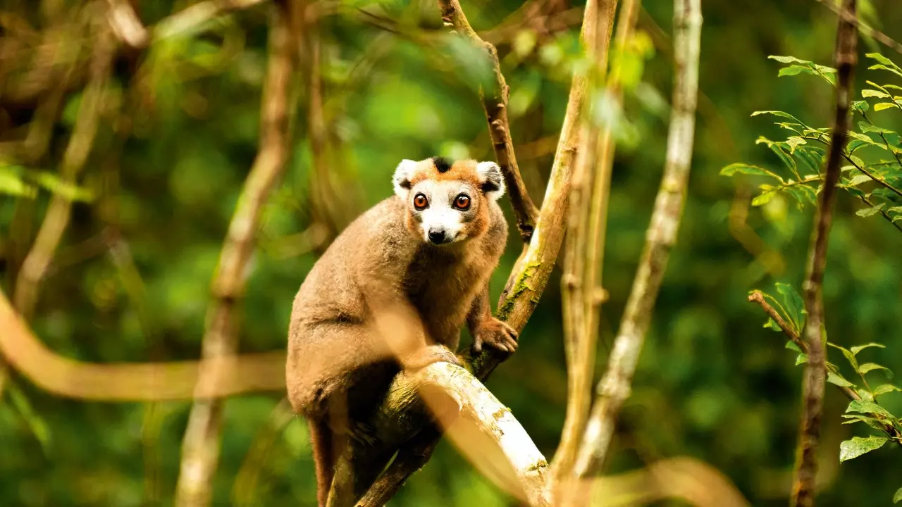 Madagaskar, efsanevi ada